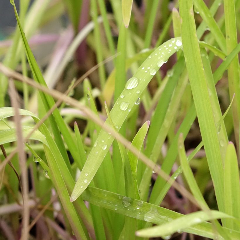 Tulbaghia violacea Flamingo (Laub)