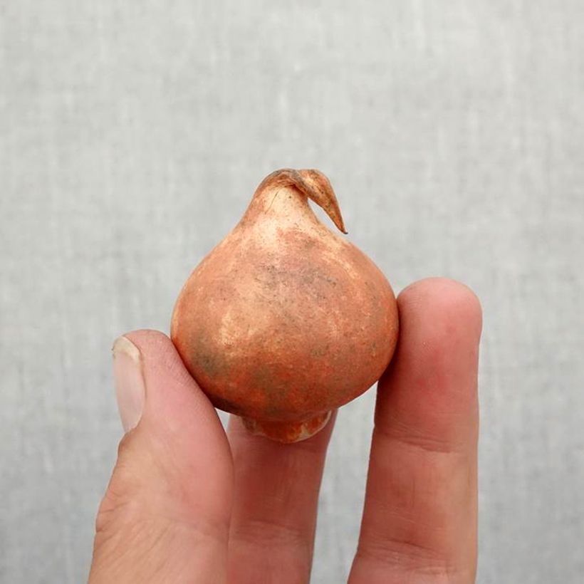 Exemplar von Tulipa kaufmanniana Pink Dwarf Zwiebel Kaliber/Größe 11+ wie im Herbst geliefert