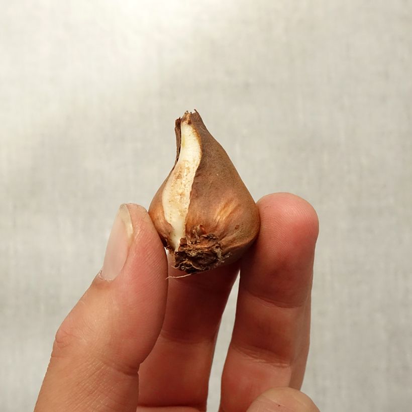 Exemplar von Tulipa schrenkii - Schrenkis Tulpe Zwiebel Kaliber/Größe 8+ wie im Herbst geliefert