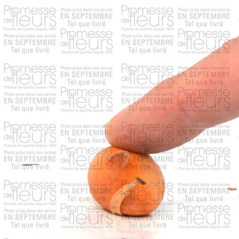 Beispiel eines Exemplars von Tulipa tarda - Späte Tulpe Zwiebel Kaliber/Größe 6+ wie geliefert