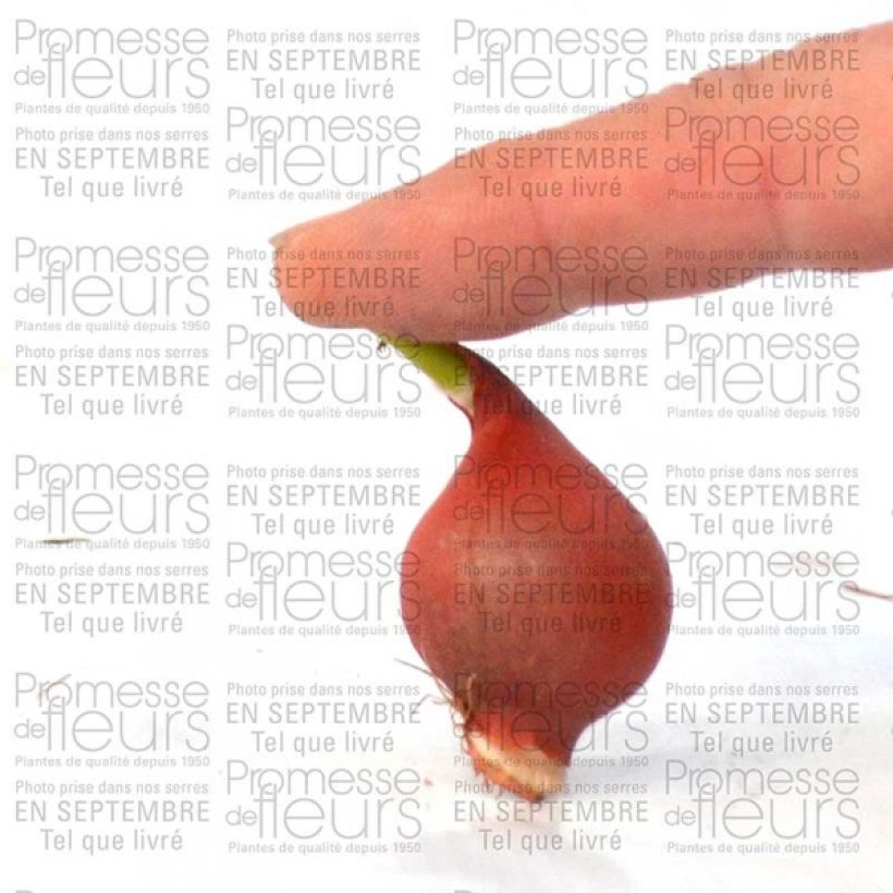 Beispiel eines Exemplars von Tulipa turkestanica - Turkestan-Tulpe Zwiebel Kaliber/Größe 6+ wie geliefert