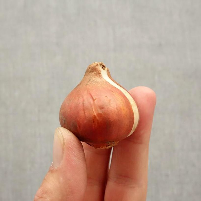 Exemplar von Gefranste Tulpe New Santa Zwiebel Kaliber/Größe 11+ wie im Herbst geliefert