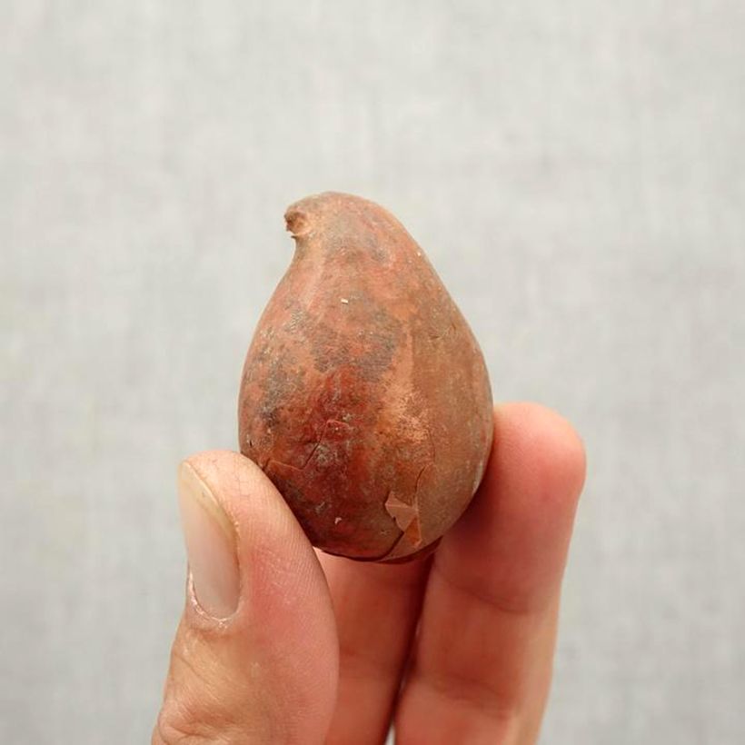 Exemplar von Lilienblütige Tulpe China Pink Zwiebel Kaliber/Größe 10/12 wie im Herbst geliefert
