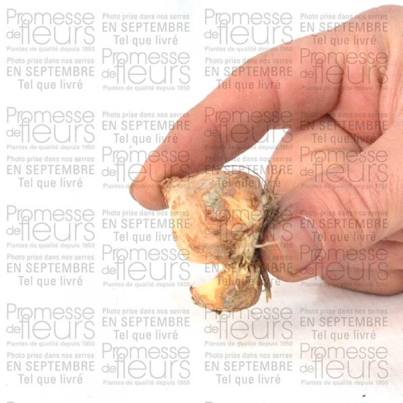 Beispiel eines Exemplars von Tulipa fosteriana Yellow Purissima Zwiebel Kaliber/Größe 12+ wie geliefert