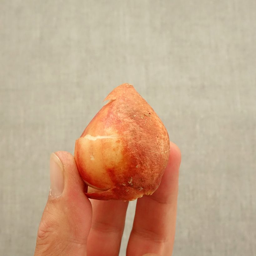 Exemplar von Mehrblütige Tulpe Candy Club Zwiebel Kaliber/Größe 11 wie im Herbst geliefert