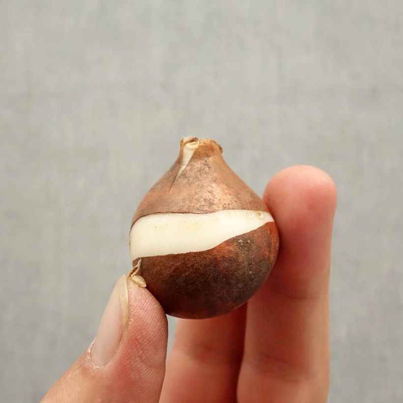 Exemplar von Frühe Einfache Tulpe Christmas Dream Zwiebel Kaliber/Größe 11/12 wie im Herbst geliefert