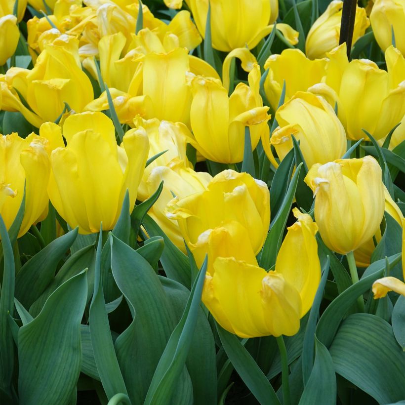 Triumph-Tulpe Shooting Star (Hafen)