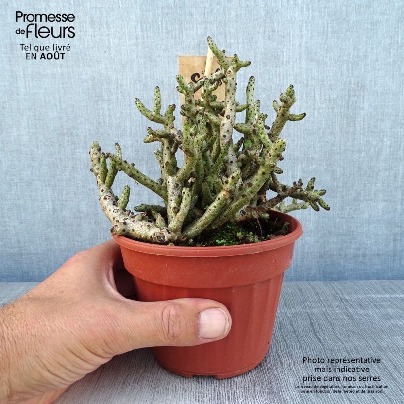 Exemplar von Tylecodon bucholzianus - Tylecodon Topf 12 cm / 13 cm wie im Sommer geliefert