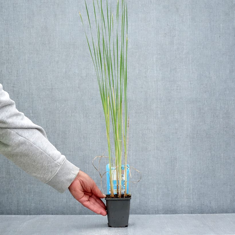 Exemplar von Typha laxmannii - Laxmanns Rohkolben Kleine Töpfe von 8/9 cm wie im Sommer geliefert