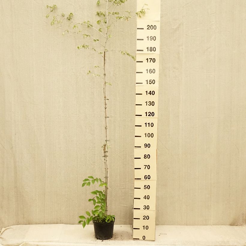 Exemplar von Feld-Ulme Argenteovariegata - Ulmus minor Topf mit 4L/5L wie im Sommer geliefert