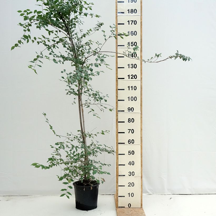 Exemplar von Feld-Ulme - Ulmus minor Topf mit 7,5L/10L wie im Sommer geliefert
