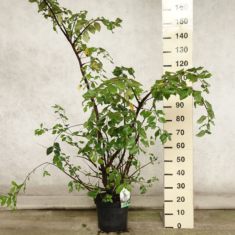 Exemplar von Kork-Ulme - Ulmus minor suberosa Topf mit 7,5L/10L wie im Sommer geliefert