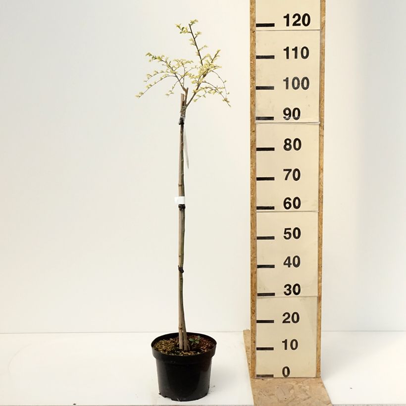 Exemplar von Chinesische Ulme Geisha - Ulmus parvifolia Topf mit 4L/5LGelieferte Höhe ca. 60/+cm wie im Frühjahr geliefert