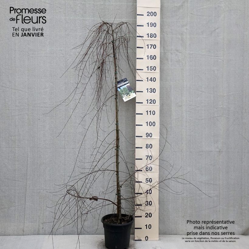 Exemplar von Zwerg-Ulme - Ulmus pumila Topf mit 7,5L/10L wie im Winter geliefert