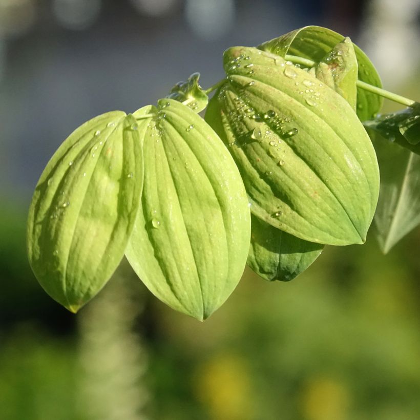 Uvularia grandiflora - Goldsiegel (Laub)