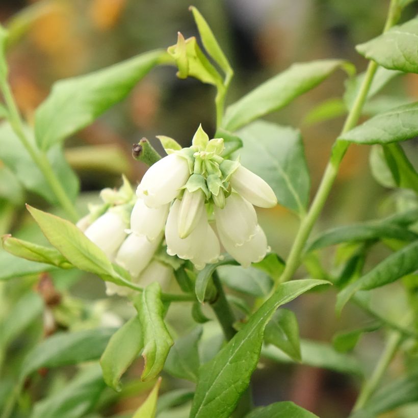 Amerikanische Blaubeere Hortblue Petite - Vaccinium corymbosum (Blüte)
