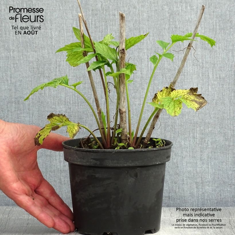 Exemplar von Echter Baldrian - Valeriana officinalis Topf mit 2L/3L wie im Sommer geliefert
