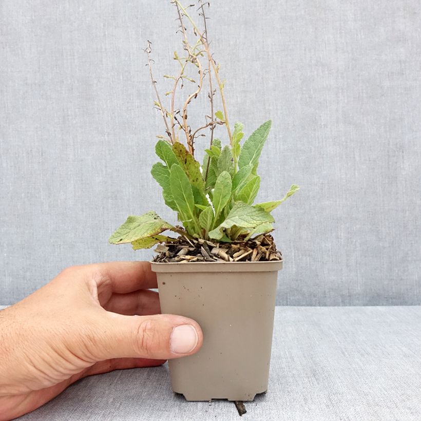 Exemplar von Verbascum Jackie - Königskerze Kleine Töpfe von 8/9 cm wie im Sommer geliefert