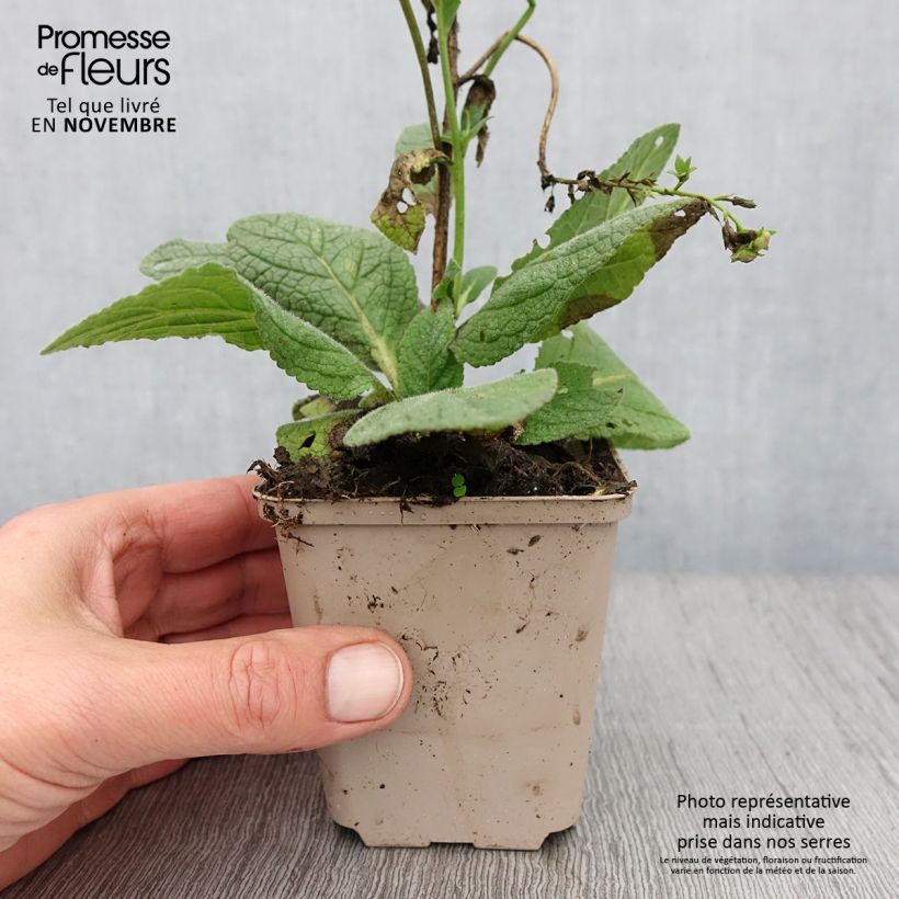 Exemplar von Verbascum Royalty - Königskerze Kleine Töpfe von 8/9 cm wie im Herbst geliefert
