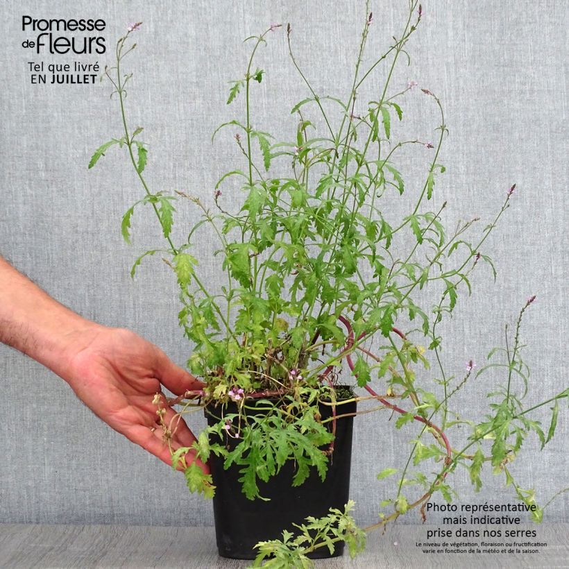 Exemplar von Echtes Eisenkraut Bampton - Verbena officinalis Topf mit 2L/3L wie im Sommer geliefert