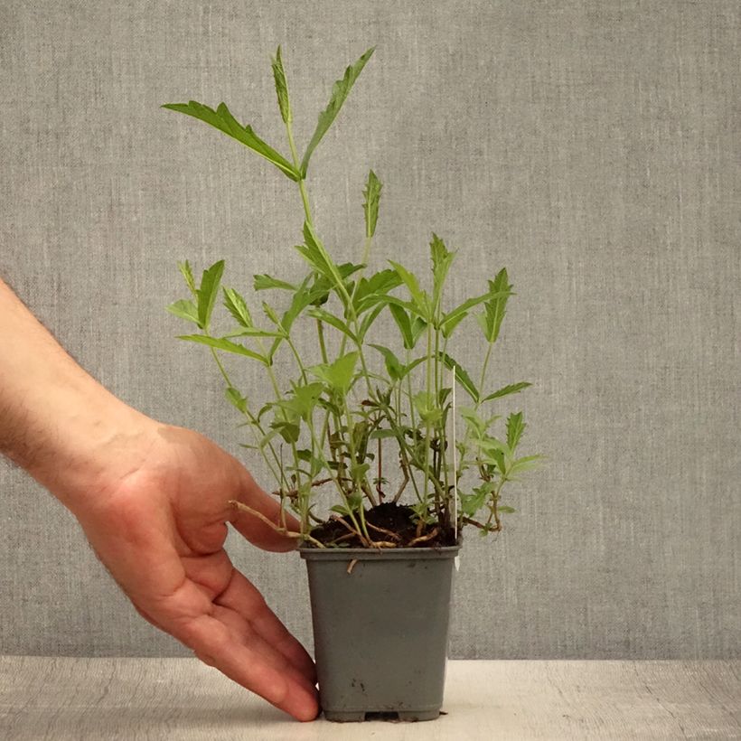 Exemplar von Verbena rigida Venosa - Steifes Eisenkraut Kleine Töpfe von 8/9 cm wie im Sommer geliefert