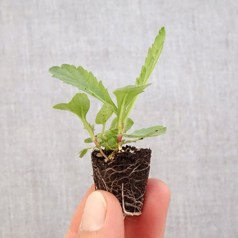 Exemplar von Verbena rigida Venosa - Steifes Eisenkraut Mini-Plug Ø 3/4 cm wie im Frühjahr geliefert