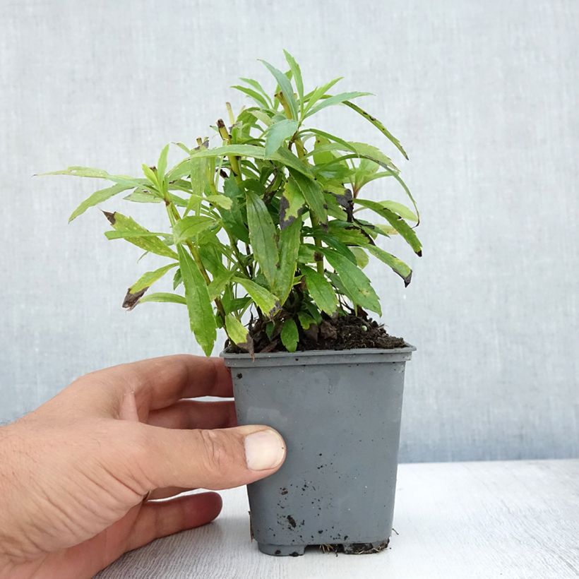 Exemplar von Kanadische Goldrute - Solidago canadensis Kleine Töpfe von 7/8 cm wie im Sommer geliefert