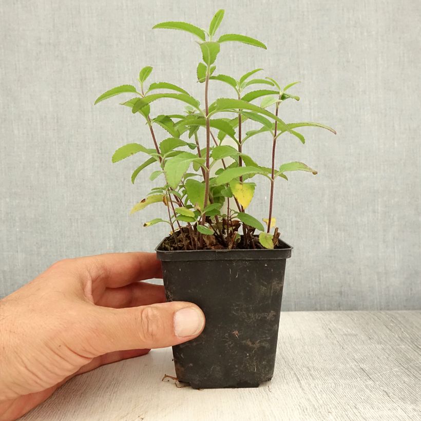 Exemplar von Langblättriger Ehrenpreis Candied Candle - Veronica longifolia Kleine Töpfe von 8/9 cm wie im Sommer geliefert