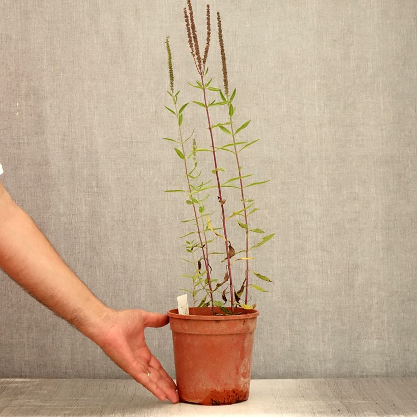 Exemplar von Langblättriger Ehrenpreis First Glory - Veronica longifolia Topf mit 2L/3L wie im Sommer geliefert
