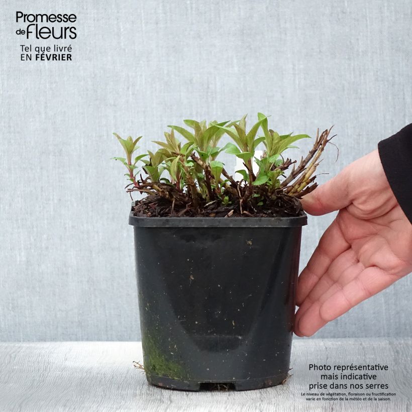 Exemplar von Ähriger Ehrenpreis Royal Candles - Veronica spicata Topf mit 1,5L/2L wie im Winter geliefert