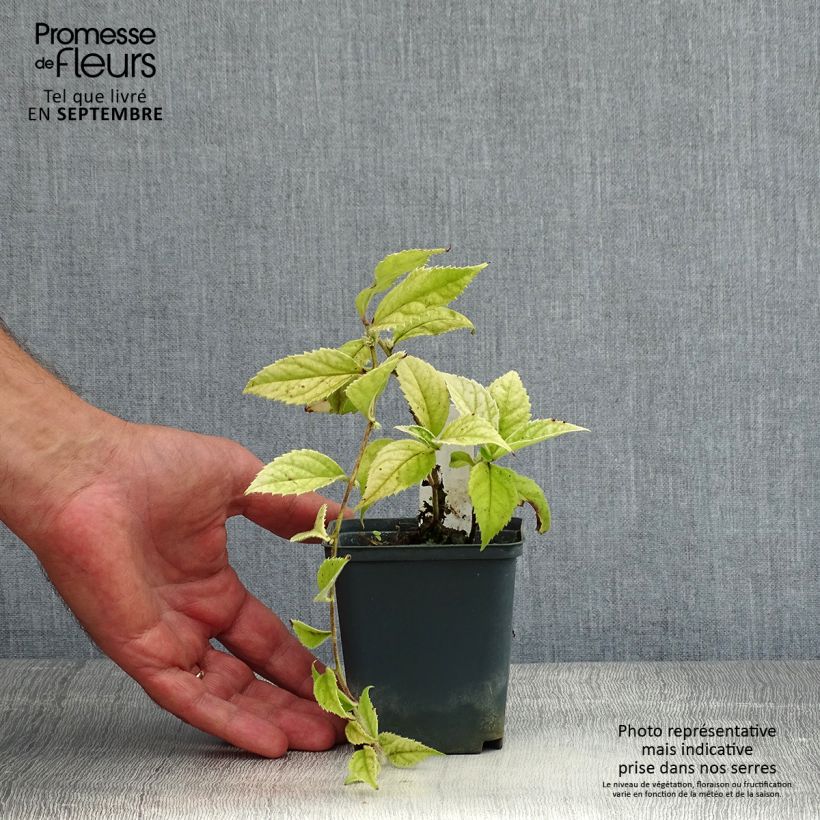Exemplar von Veronicastrum villosulum Kleine Töpfe von 8/9 cm wie im Sommer geliefert