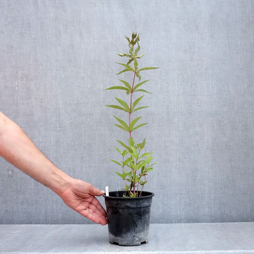 Exemplar von Veronicastrum virginicum Adoration - Virginischer Arzneiehrenpreis Topf mit 2L/3L wie im Frühjahr geliefert