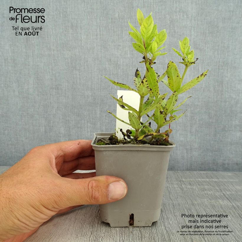 Exemplar von Veronicastrum virginicum Challenger - Virginischer Arzneiehrenpreis Kleine Töpfe von 8/9 cm wie im Sommer geliefert