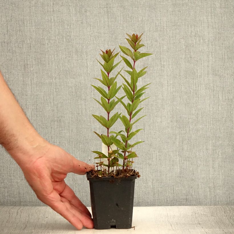 Exemplar von Veronicastrum virginicum Kleine Erika - Virginischer Arzneiehrenpreis Kleine Töpfe von 8/9 cm wie im Sommer geliefert
