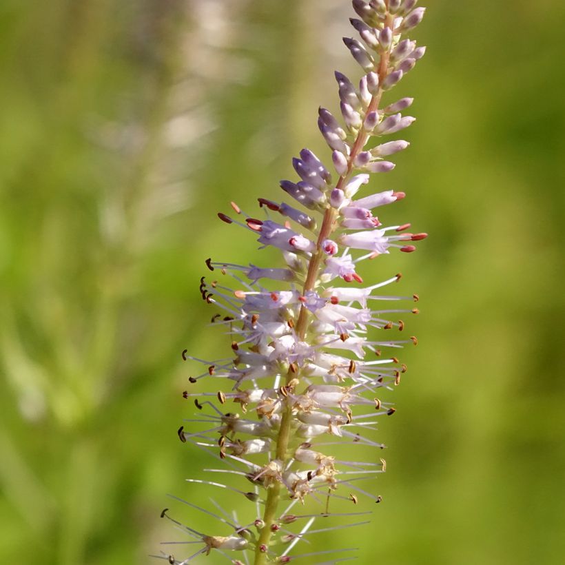 Veronicastrum virginicum Lavendelturm - Virginischer Arzneiehrenpreis (Blüte)
