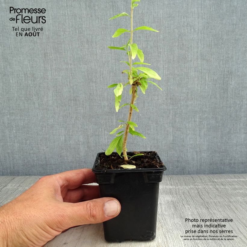 Exemplar von Zitronenstrauch - Aloysia polystachia Kleine Töpfe von 7/8 cm wie im Sommer geliefert