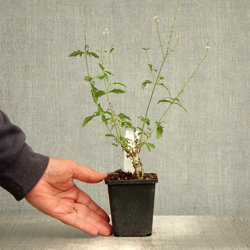 Exemplar von Echtes Eisenkraut - Verbena officinalis Kleine Töpfe von 8/9 cm wie im Sommer geliefert