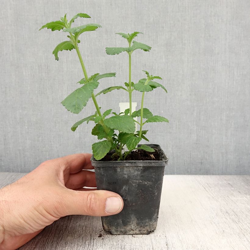 Exemplar von Verbene Virgo up Purple Topf 10 cm/11cm wie im Frühjahr geliefert