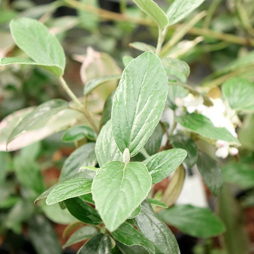 Oster-Schneeball Conoy - Viburnum burkwoodii (Laub)