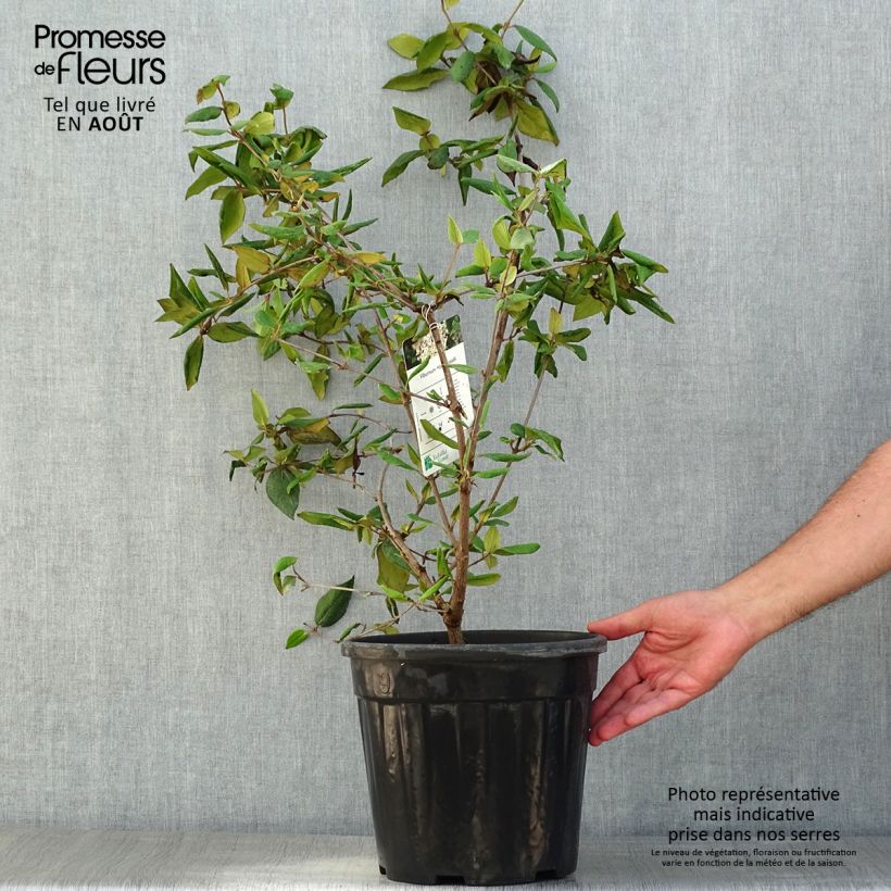 Exemplar von Burkwoods Schneeball - Viburnum burkwoodii Topf mit 7,5L/10L wie im Sommer geliefert