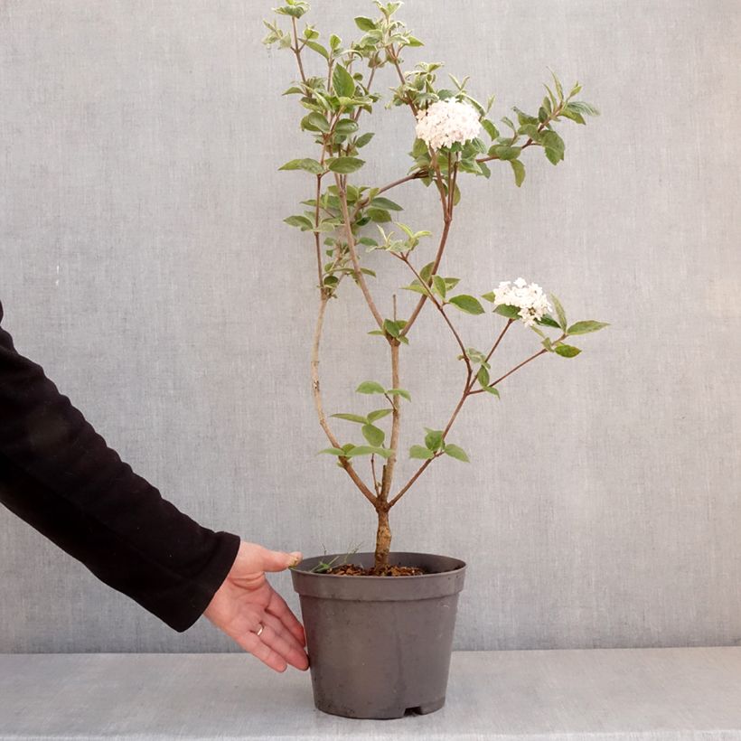 Exemplar von Koreanischer Duft-Schneeball Caprifoliaceae - Viburnum carlesii Topf mit 2L/3LGelieferte Höhe ca. 40/50cm wie im Frühjahr geliefert