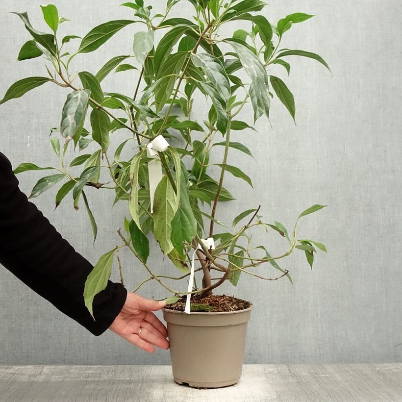 Exemplar von Schneeball cylindricum - Viburnum Topf mit 4L/5L wie im Herbst geliefert