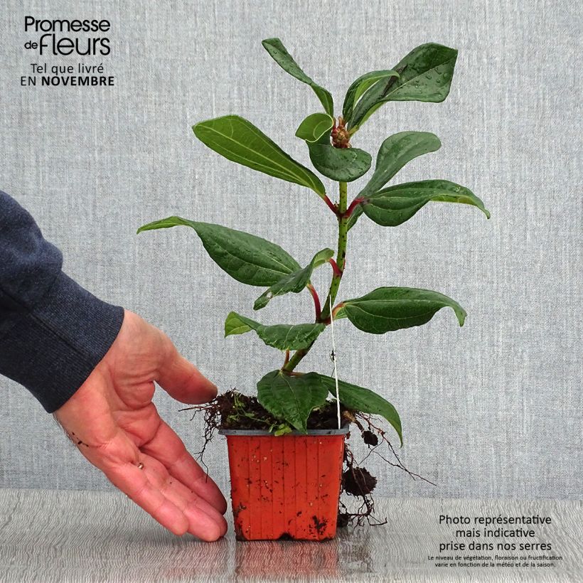 Exemplar von Immergrüner Kissen-Schneeball - Viburnum davidii Kleine Töpfe von 8/9 cm wie im Herbst geliefert