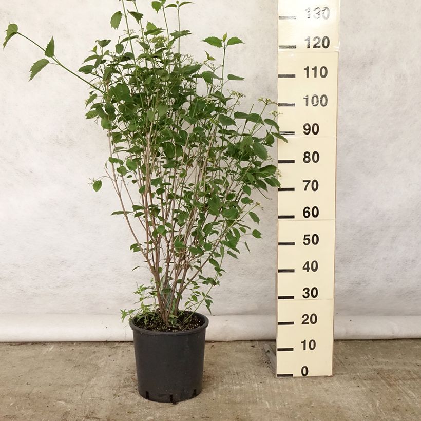 Exemplar von Gezähnter Schneeball Blue Muffin - Viburnum dentatum Topf mit 12L/15L wie im Sommer geliefert