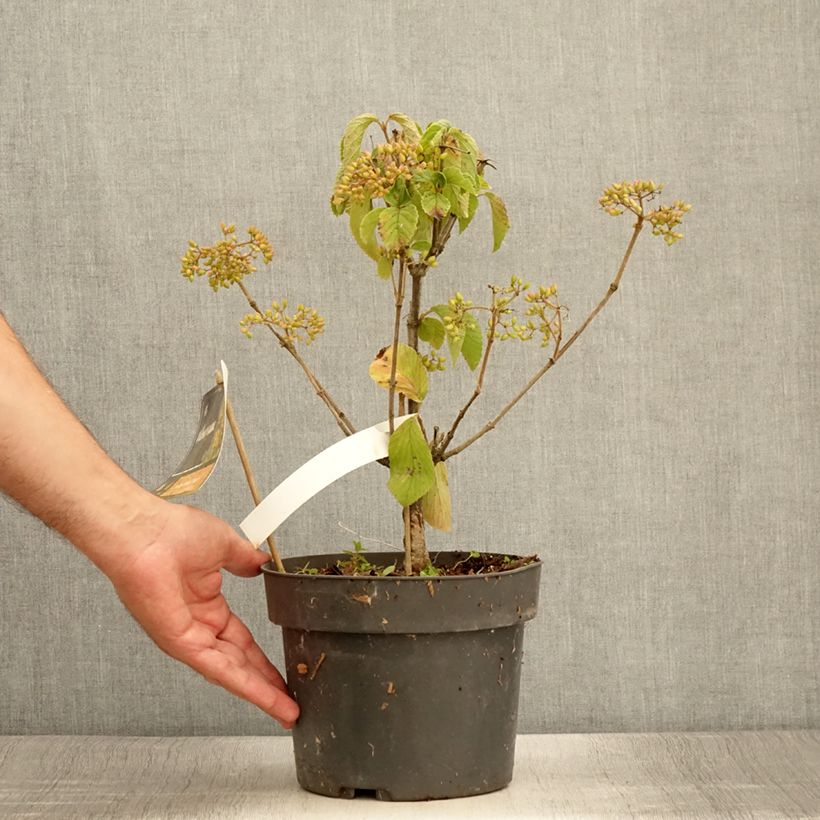 Exemplar von Breitdoldiger Schneebal Michael Dodge - Viburnum dilatatum Topf mit 4L/5LGelieferte Höhe ca. 30/40cm wie im Sommer geliefert