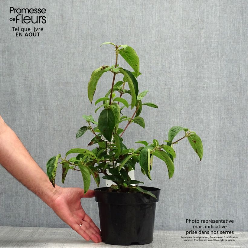 Exemplar von Großblumiger Schneeball Happy Fortuna - Viburnum macrocephalum Topf mit 3L/4L wie im Sommer geliefert
