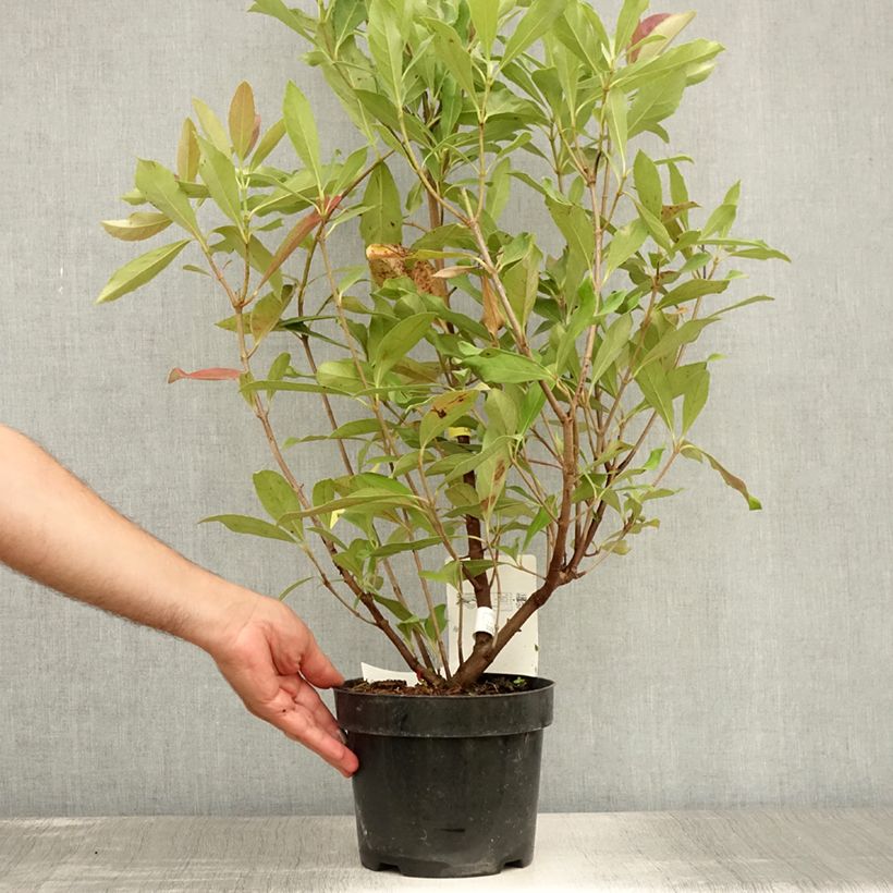Exemplar von Duftender Schneeball Coppertop - Viburnum odoratissimum Topf mit 3L/4L wie im Sommer geliefert
