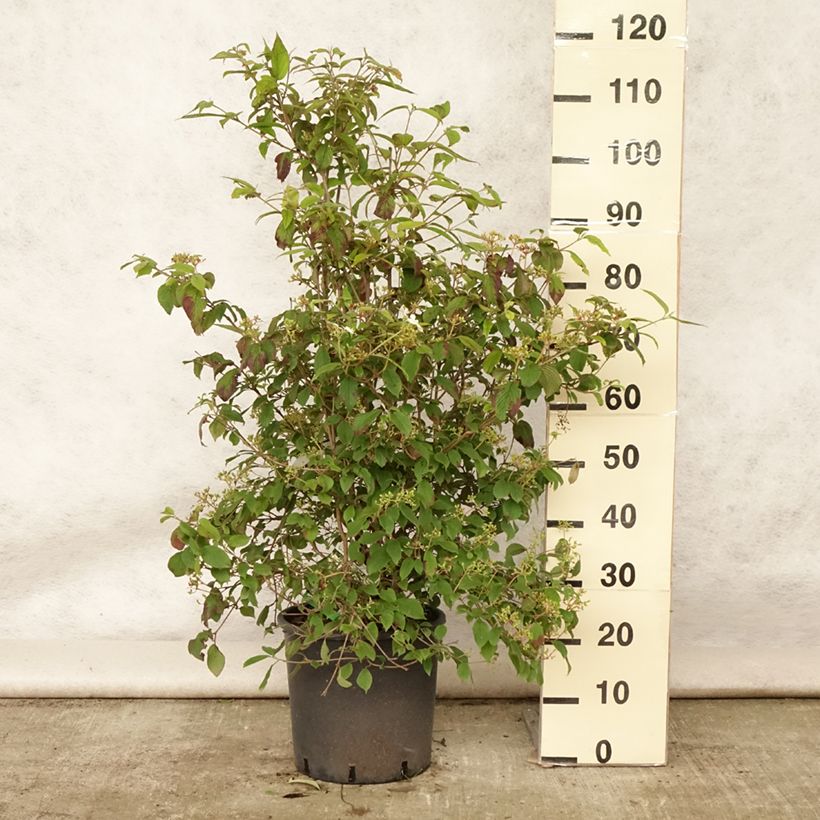 Exemplar von Japanischer Schneeball Watanabe - Viburnum plicatum Topf mit 12L/15L wie im Sommer geliefert