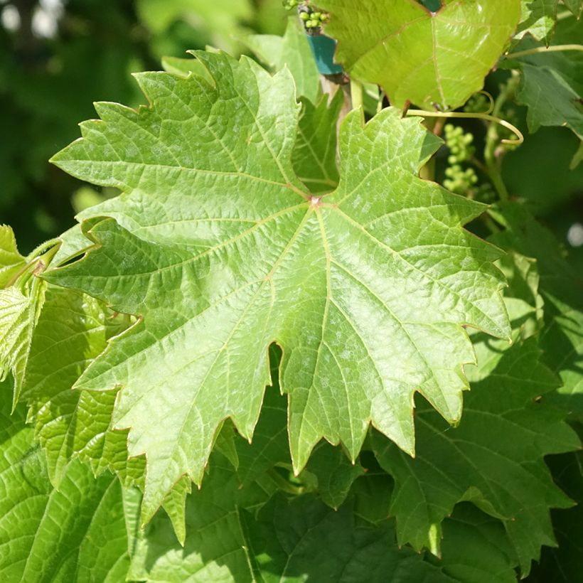 Weinrebe Black Magic (Laub)