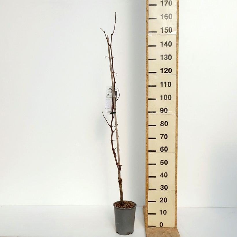 Exemplar von Weinrebe Centennial seedless Topf mit 2L/3LGelieferte Höhe ca. 60/80cm wie im Frühjahr geliefert